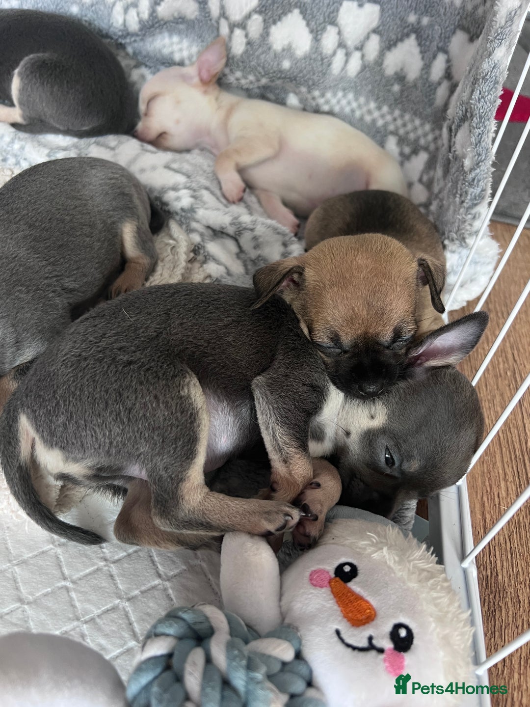 Chihuahua dogs for sale: Adorable apple head short coat chihuahua puppies.  - Image 24