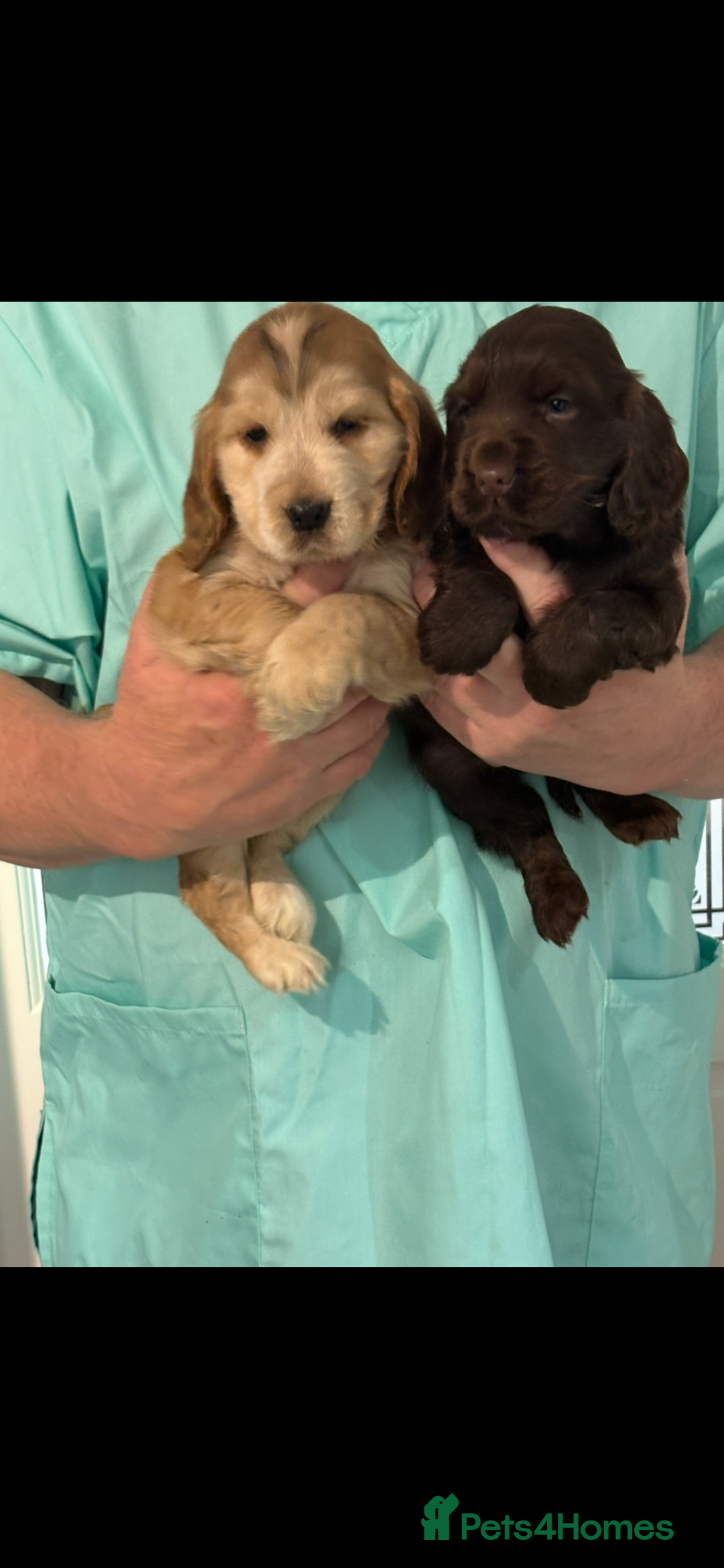 Cocker Spaniel dogs for sale:  Show Cocker spaniel puppies - Image 7