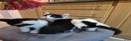 Mixed Breed cats for sale: Unique Black and White "Frosted" Bicolor kittens - Advert 4