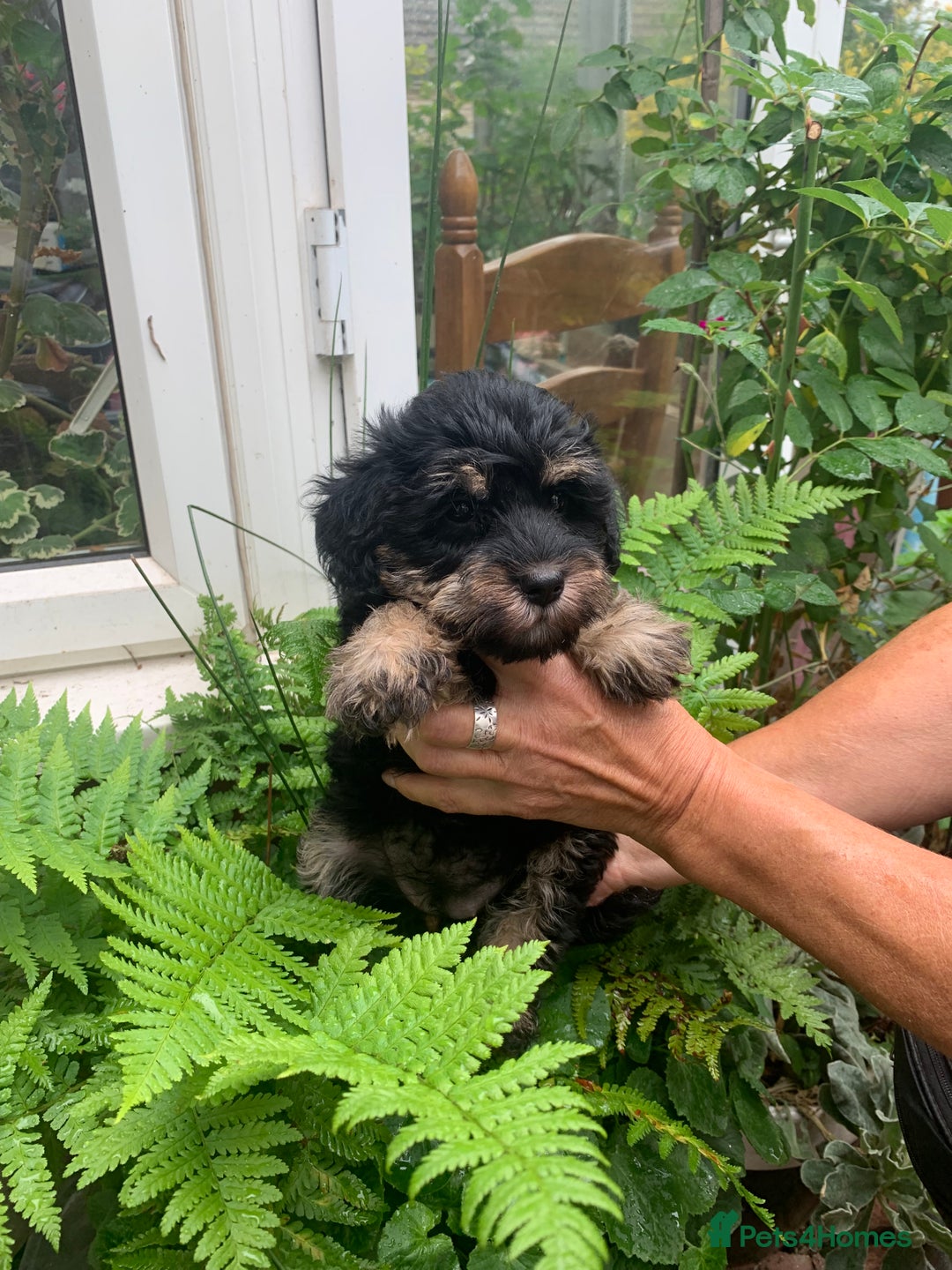 Schnoodle dogs for sale: BEAUTIFUL SCHNOODLE PUPPIES 🐶❤️ - Image 21