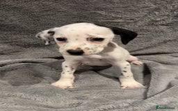 Mixed Breed dogs for sale: Dalmatianxboxer puppies  - Image 12