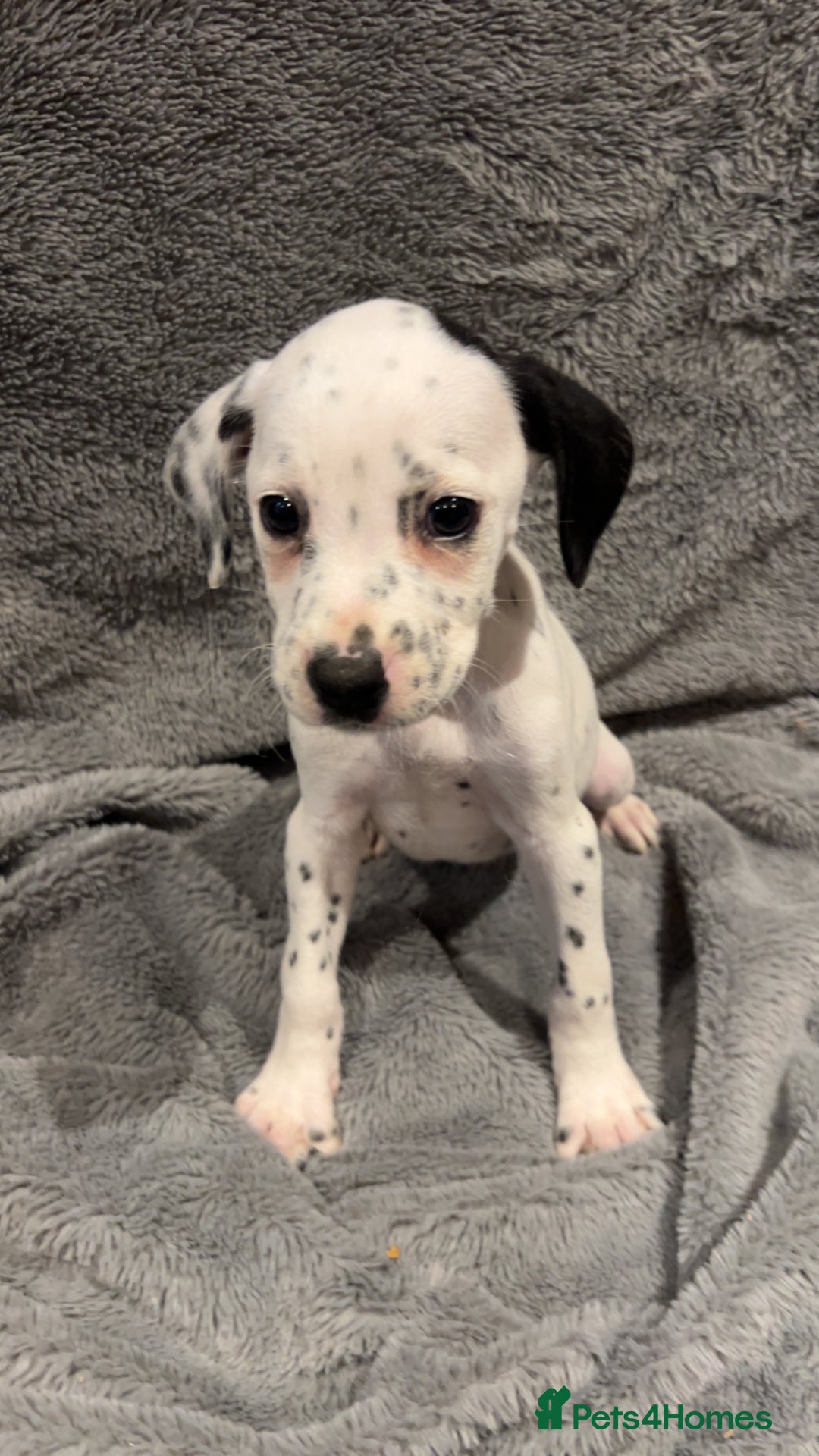 Mixed Breed dogs for sale: Dalmatianxboxer puppies  - Image 12