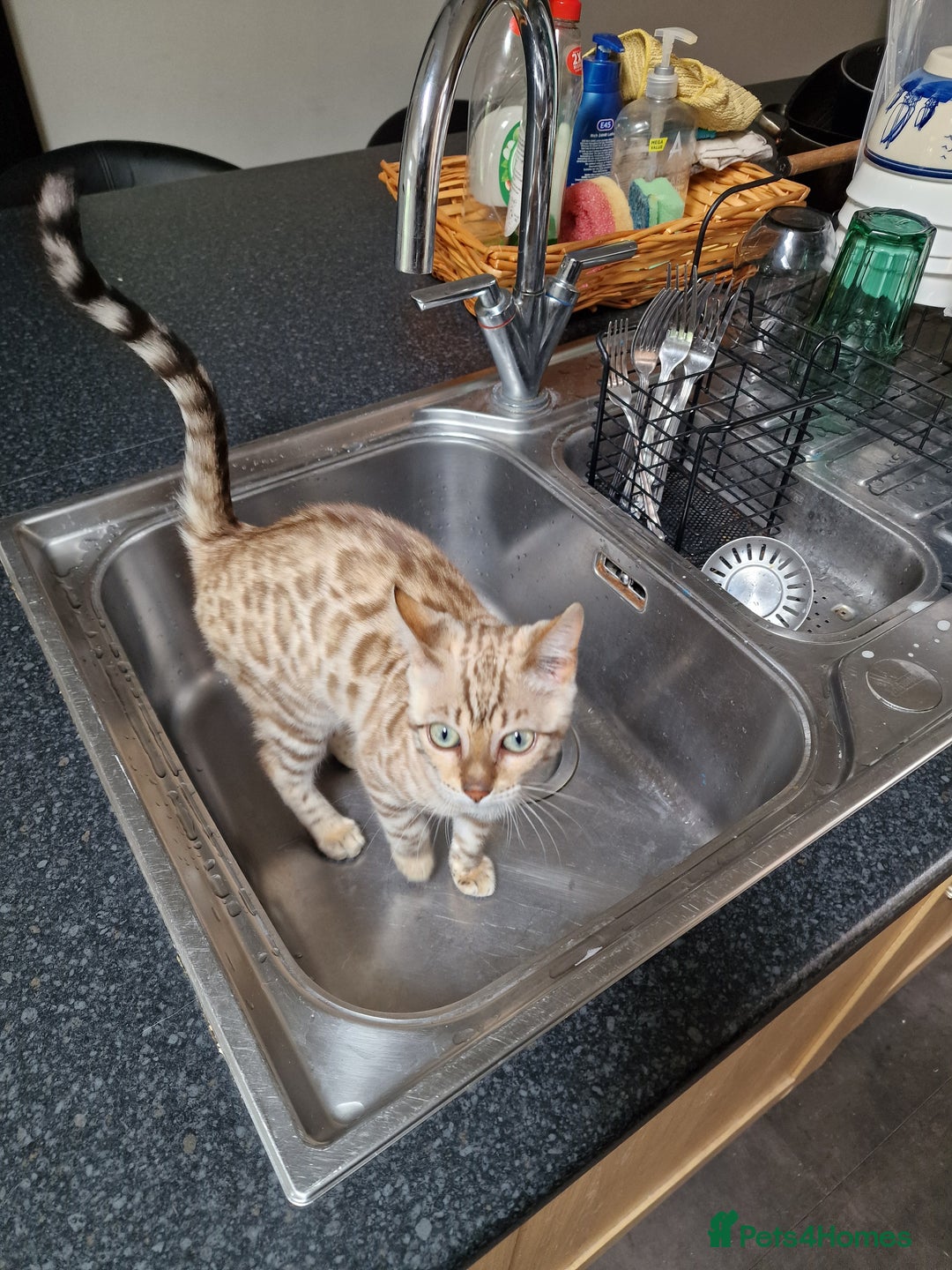 Bengal cats for sale: Pure Bengal to a loving home - Image 2