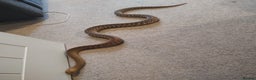 Python Snake reptiles for sale: Woma python with 6ft vivarium  - Advert 2