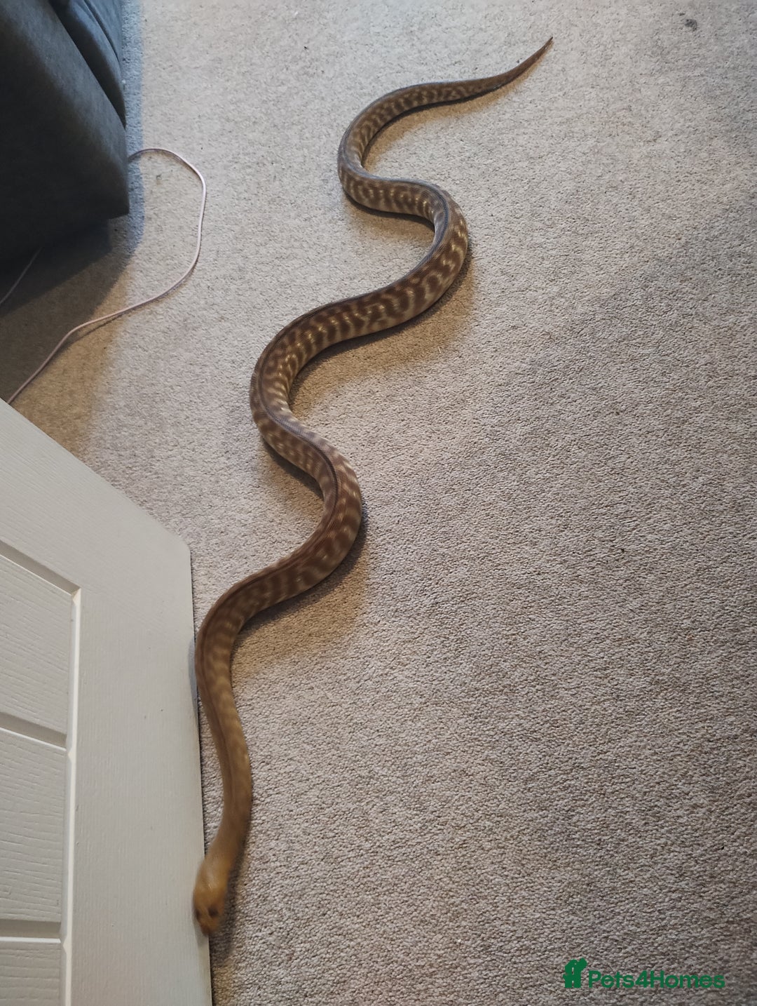 Python Snake reptiles for sale: Woma python with 6ft vivarium  - Advert 2