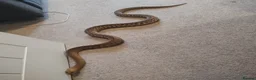 Python Snake reptiles for sale: Woma python  - Advert 2