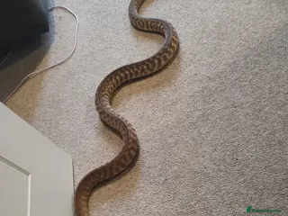 Python Snake reptiles Woma python - Advert 15