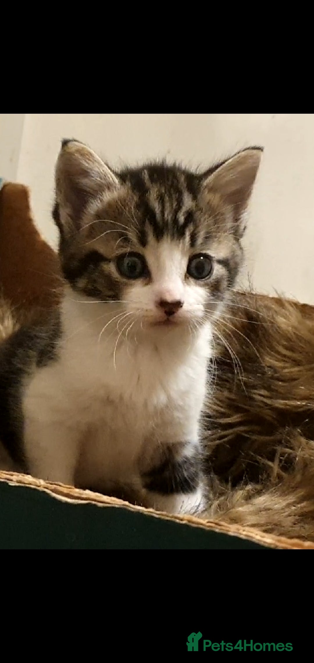 Bengal cats Half bengal kittens for rehome - Advert 1