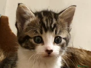 Bengal cats Half bengal kittens for rehome - Advert 1