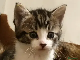 Bengal cats Half bengal kittens for rehome - Advert 11