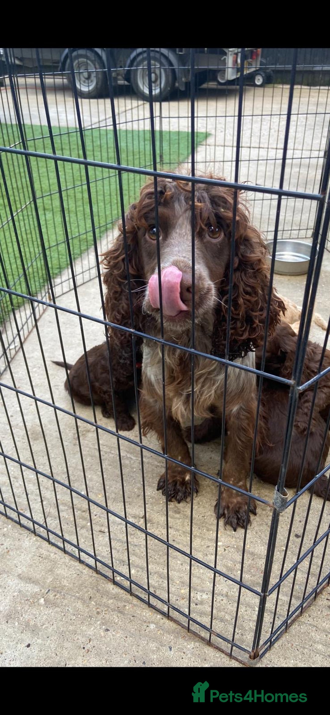 Cockapoo dogs for sale: Adorable genetic clear cockapoo puppies  in Leatherhead - Image 4