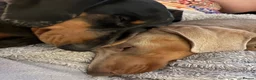 Miniature Dachshund dogs for stud: Miniature Dachshund stud in Bracknell - Advert 17