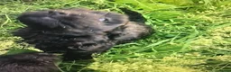Jackapoo dogs for sale: Mr steven wilson - Advert 3