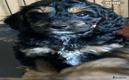 Cockapoo dogs for sale: Taking Genuine Enquired Phantom Female Cockapoo - Image 11