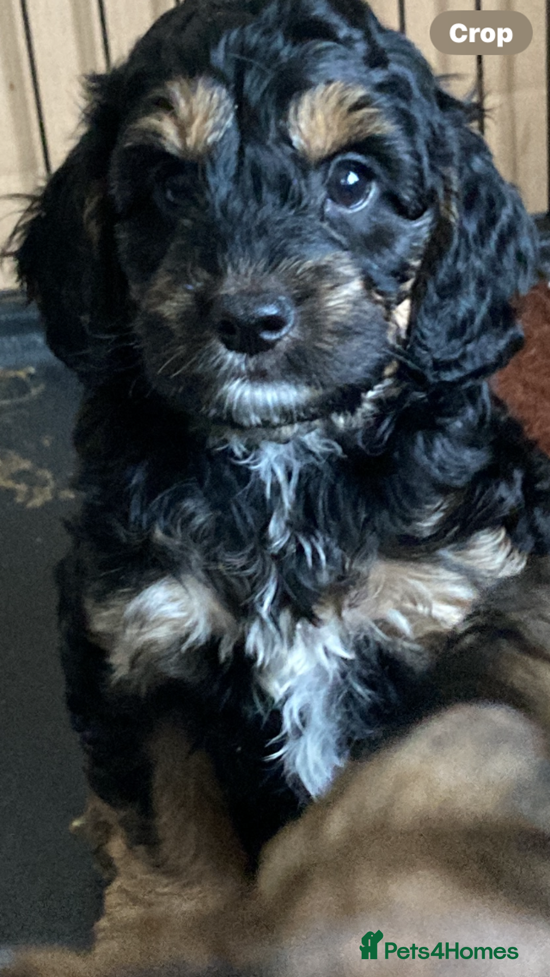 Cockapoo dogs for sale: Taking Genuine Enquired Phantom Female Cockapoo - Image 11