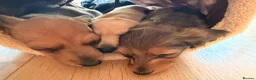 Miniature Dachshund dogs for sale: READY TO GO 🐾 Beautiful Mini Dachshund  - Advert 15