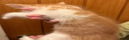 Maine Coon cats for sale: Gorgeous Maine Coon kittens looking for homes - Advert 9