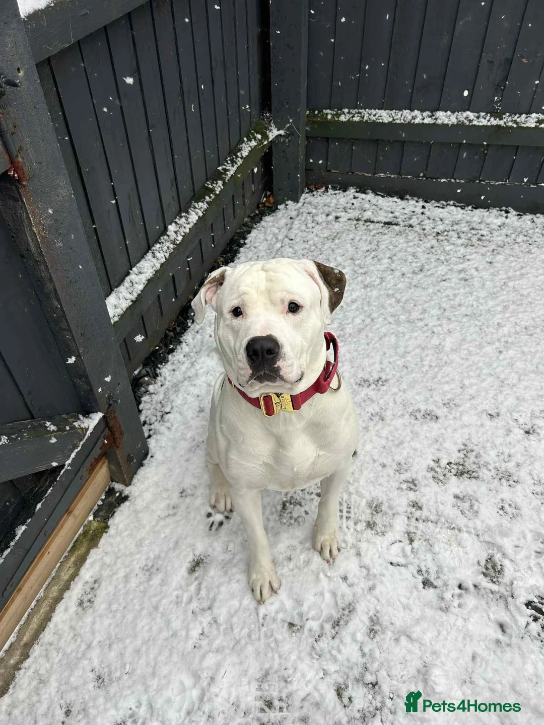 Mixed Breed dogs for sale: American Bulldog cross MALE 1 years old - Advert 2