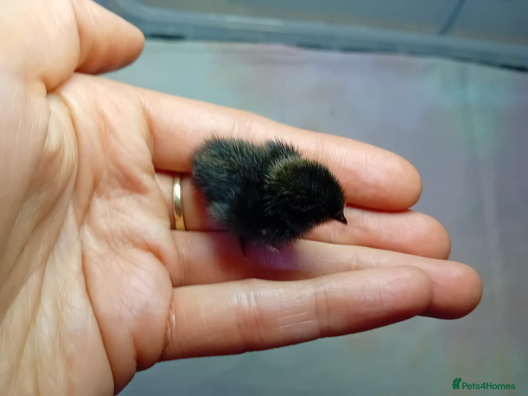 Quail poultry for sale: Coturnix, Celadon and Chinese Painted Quail Chicks - Image 24