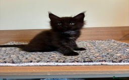 Maine Coon cats for sale: Purebred GCCF Maine Coon kittens - Image 7
