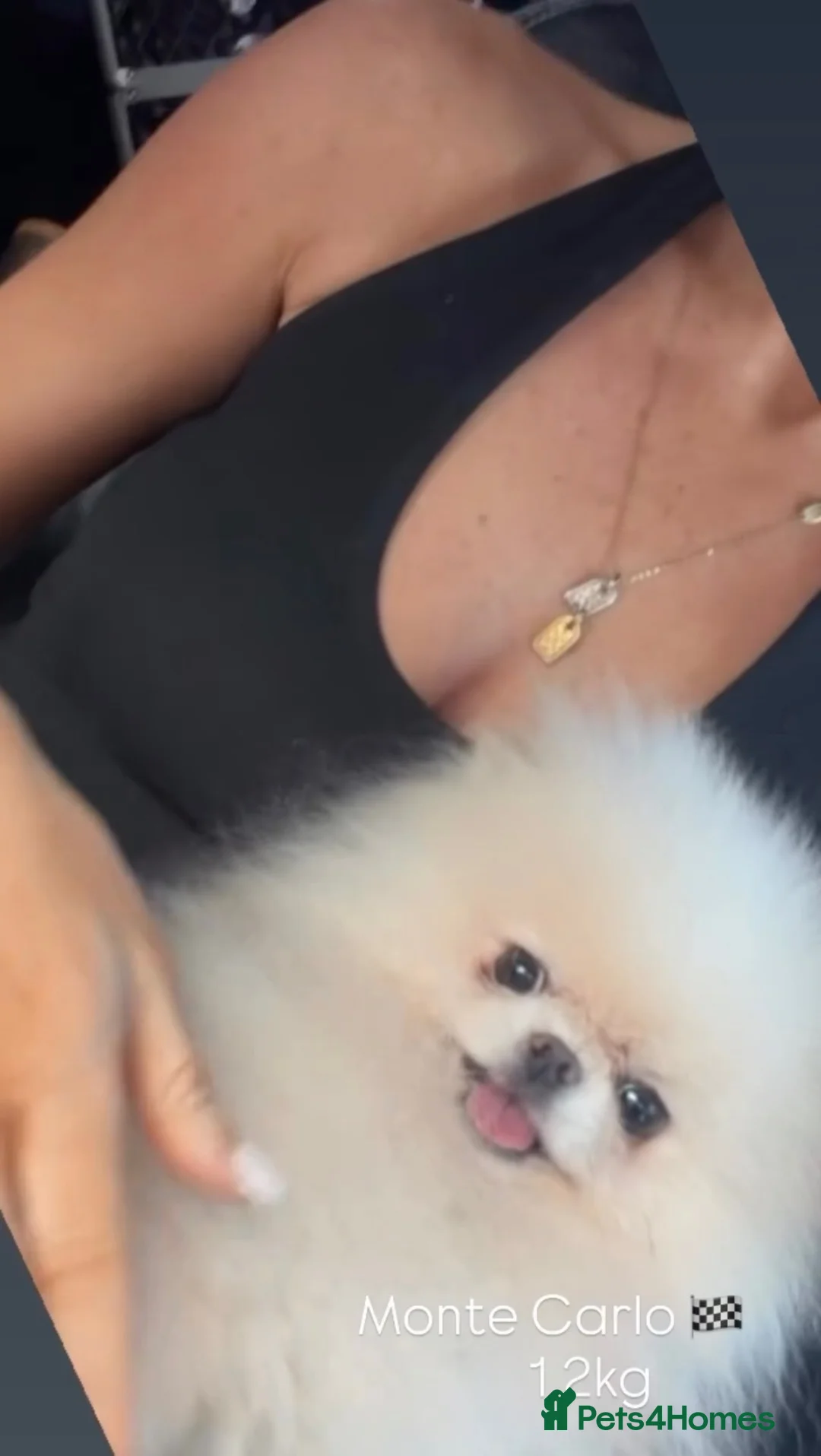 Pomeranian dogs for stud: Top Quality white stud boy 1.2kg - Advert 4