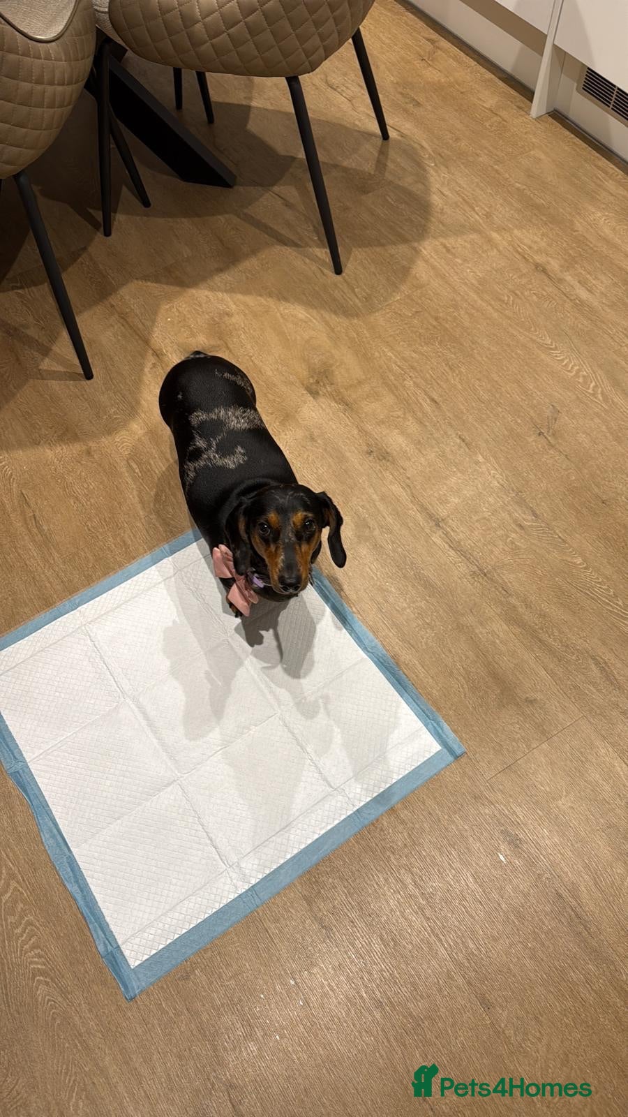 Dachshund dogs 🐾Beautiful Dachshund Puppies🐾 - Advert 1