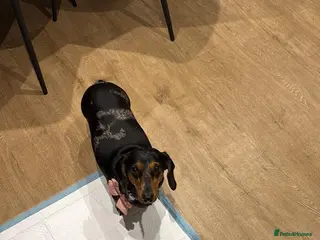 Dachshund dogs 🐾Beautiful Dachshund Puppies🐾 - Advert 15