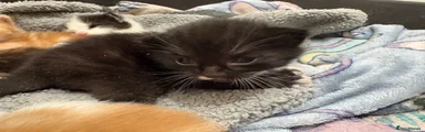 Domestic Shorthair Kitten 2