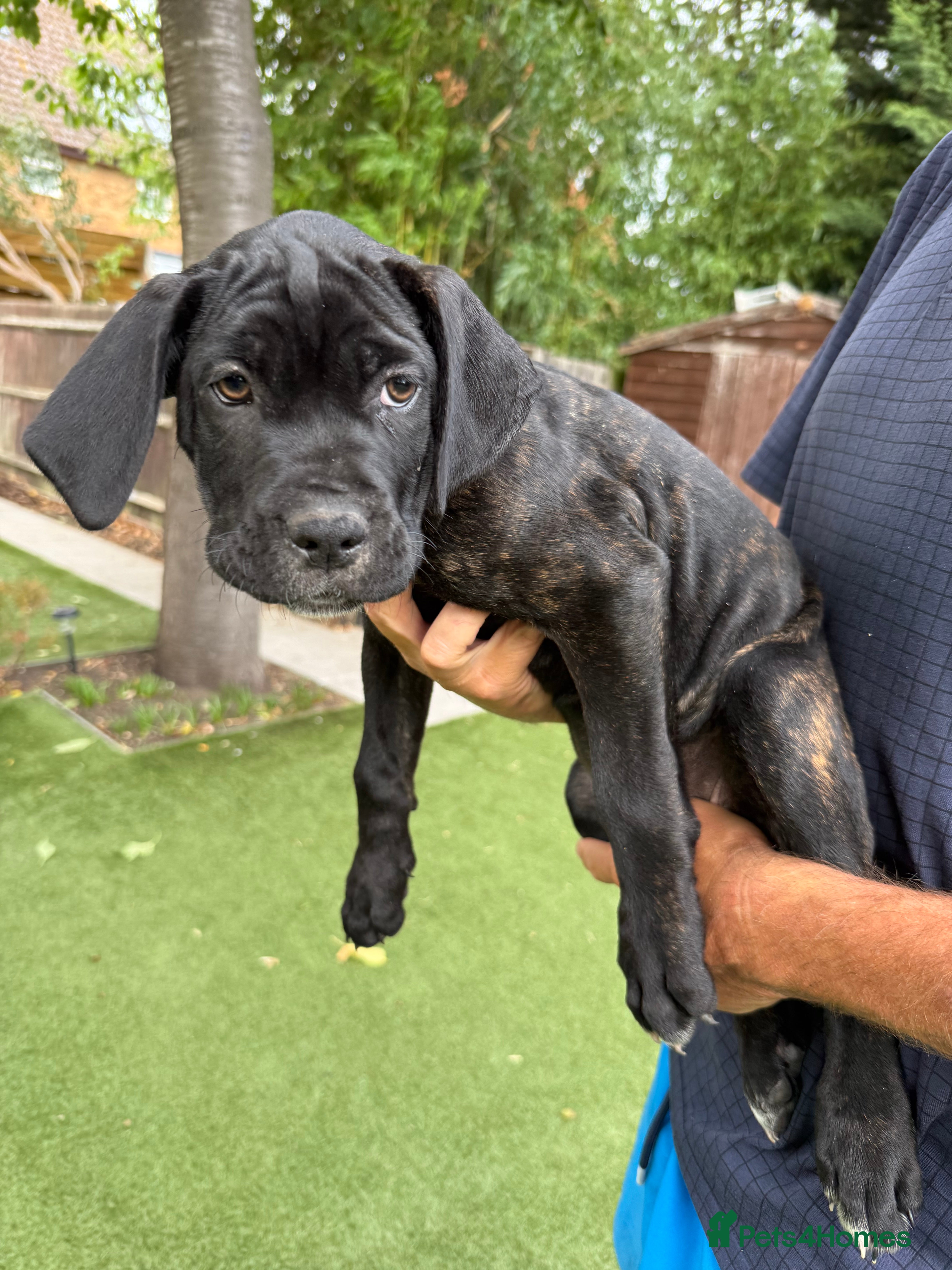 Cane Corso dogs Cane corso puppies - Advert 2