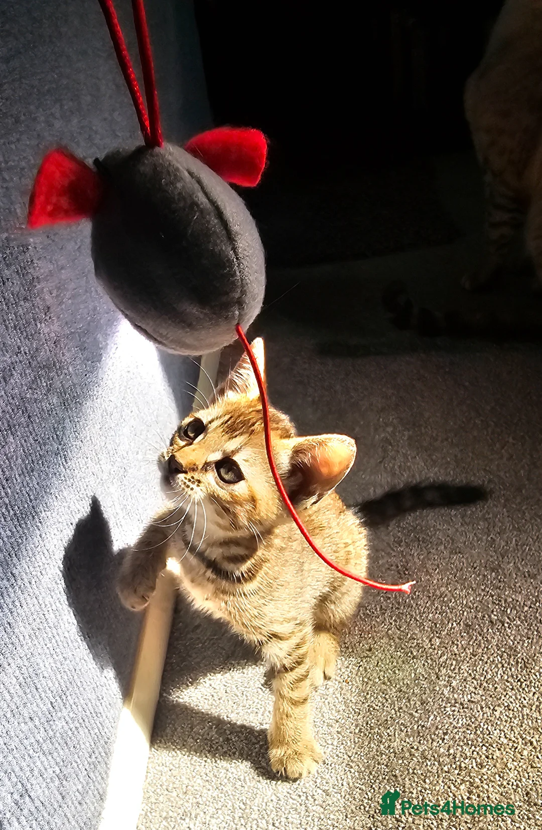 Mixed Breed cats for sale: Kitten for sale - Advert 4