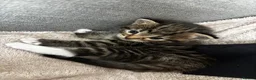 British Longhair cats for sale: Stunning 4 kittens in Kidderminster - Advert 7