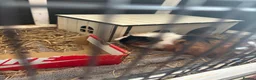Guinea Pig rodents for sale: 2 female Guinea pigs and cage  in Staines - Advert 1