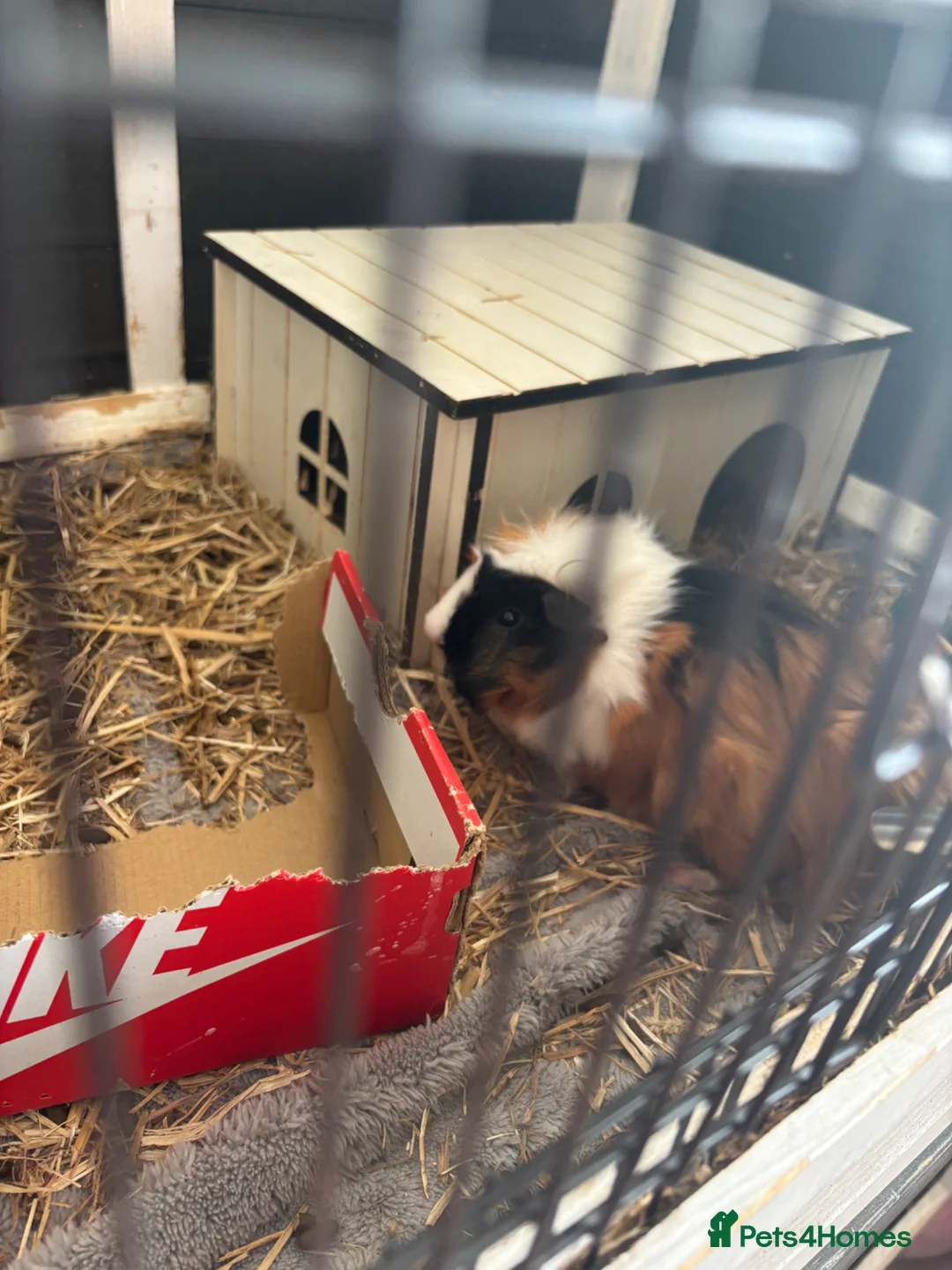 Guinea Pig rodents for sale: 2 female Guinea pigs and cage  in Staines - Advert 1