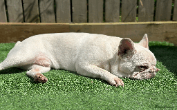 French Bulldog dogs for sale: White male French bulldog - Image 4