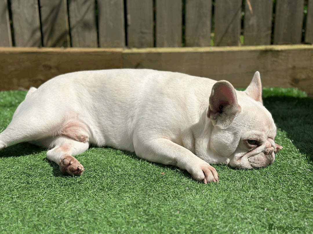 French Bulldog dogs for sale: White male French bulldog - Image 4