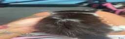 Domestic Shorthair cats for sale: Beautiful long haired tabby kittens  - Advert 5