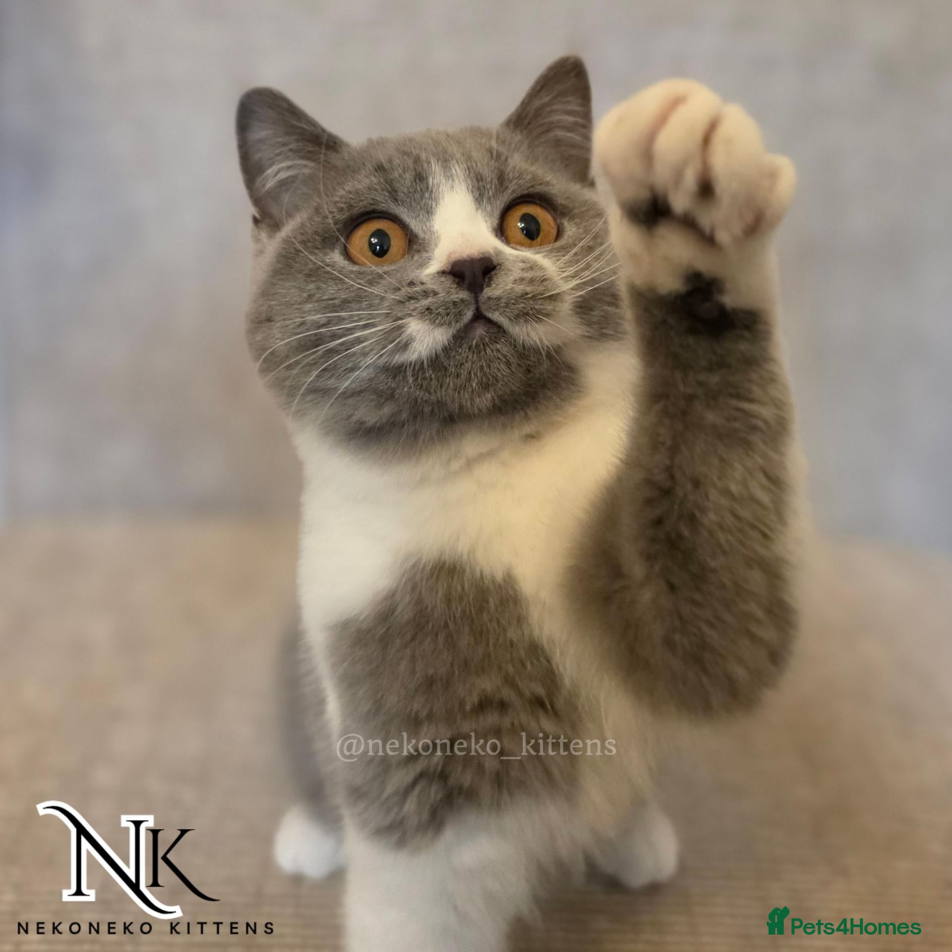 British Shorthair cats NEW PICS - 4 MONTH OLD GCCF BSH Kittens  - Advert 7