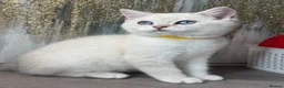 British Shorthair cats for sale: Blue torte chunky British sh kittens TICA - Advert 10