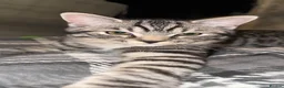 Scottish Fold cats for sale: Half Scottish Fold Boy  in Birmingham - Advert 1