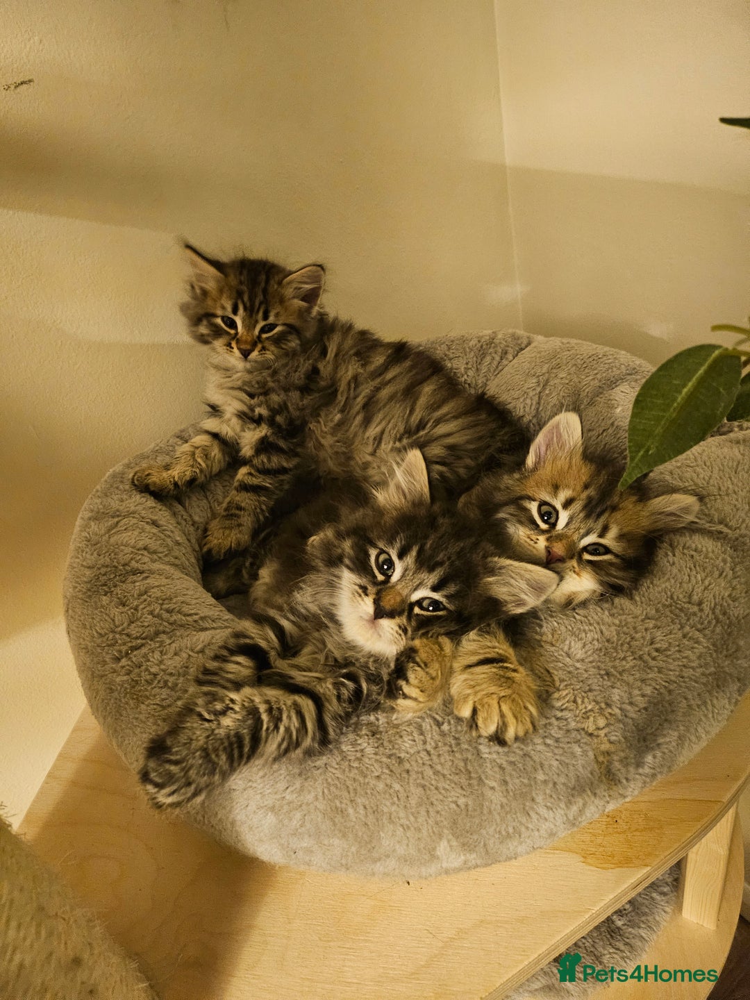 Siberian cats for sale: Pedigree Siberian Kittens from Loving Home - Advert 3