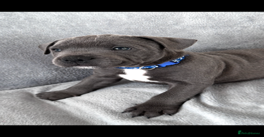 Staffordshire Bull Terrier dogs - Advert 15