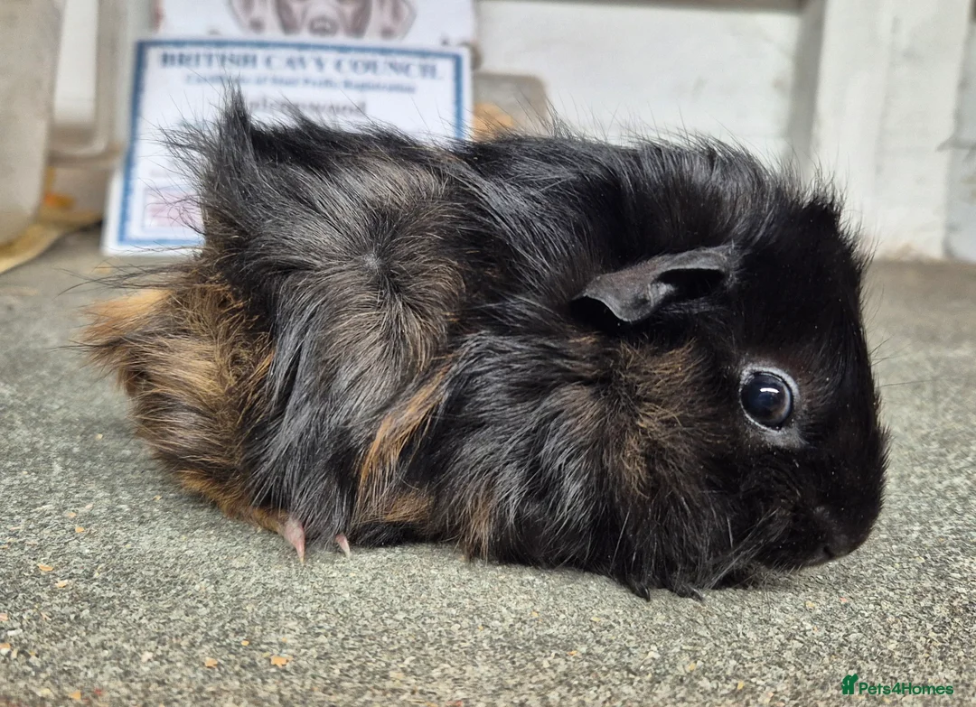 Guinea Pig rodents for sale: Baby teddy guinea pigs - Advert 8