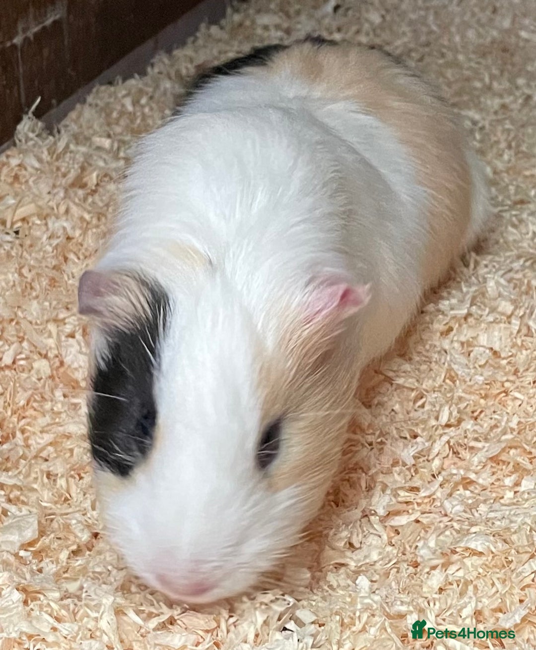 Guinea Pig rodents for sale: 2 bonded male guinea pigs - Advert 7