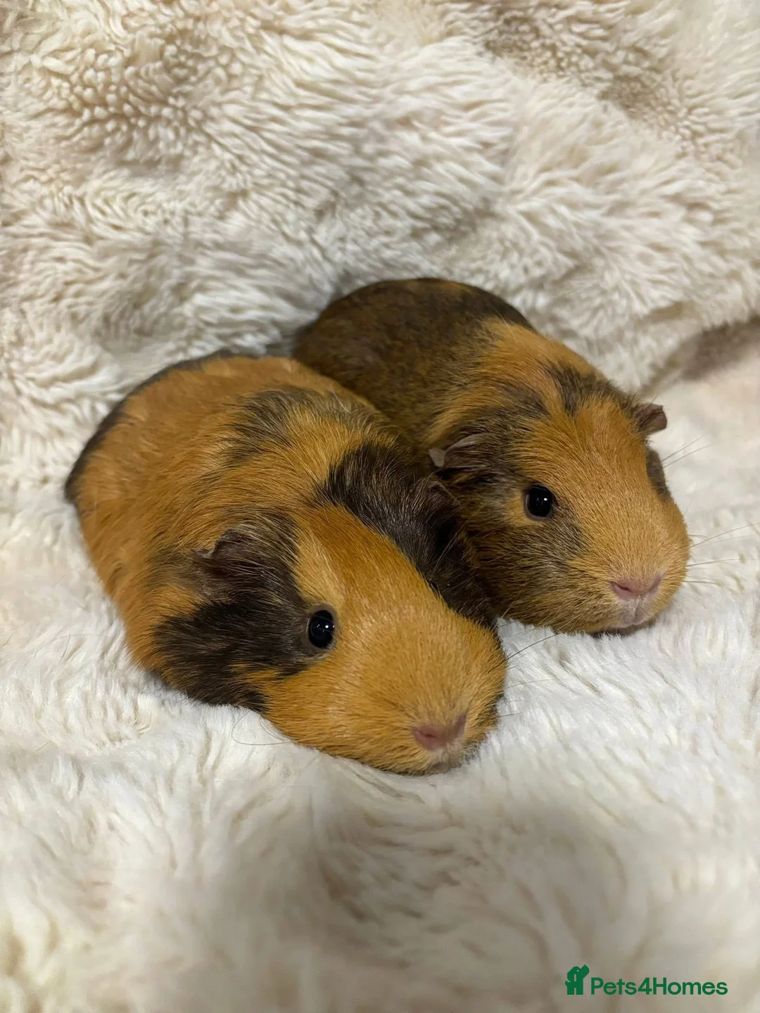 Guinea Pig rodents for sale: Two tri-coloured sows  - Advert 2