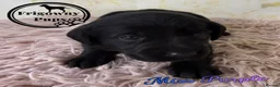 Labrador Retriever dogs for sale: 🖤 Quality RKC Labrador Puppies 🖤 Ready July 🖤 - Advert 12