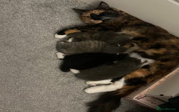 Maine Coon cats for sale: Beautiful mainecoon crosses - Advert 8