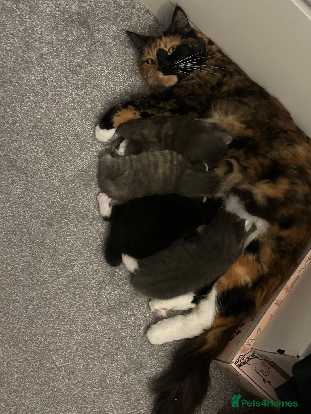 Maine Coon cats for sale: Beautiful mainecoon crosses - Advert 8