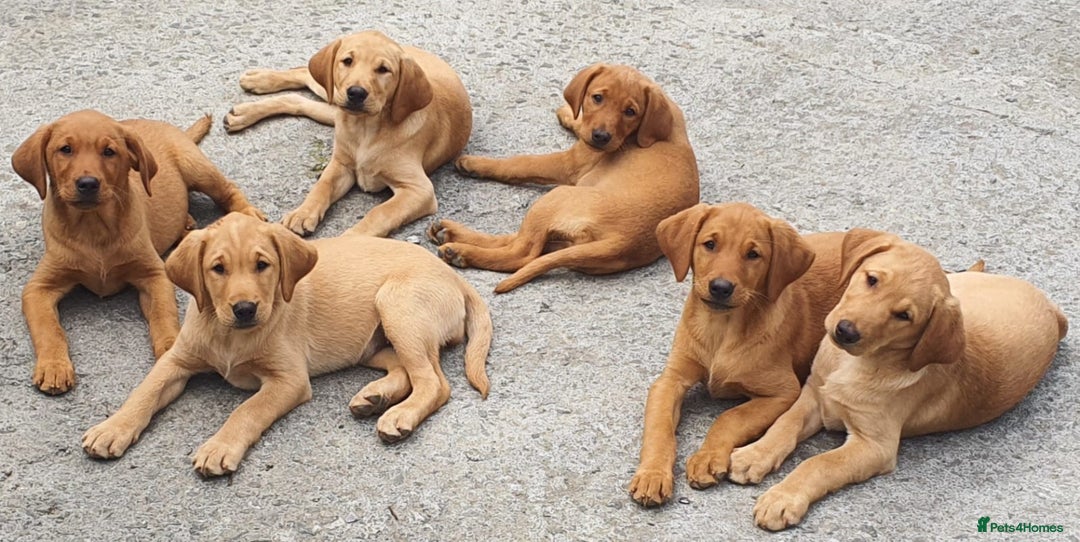 Labrador Retriever dogs for sale: Labrador Retriever Puppies in Llanybydder - Image 1