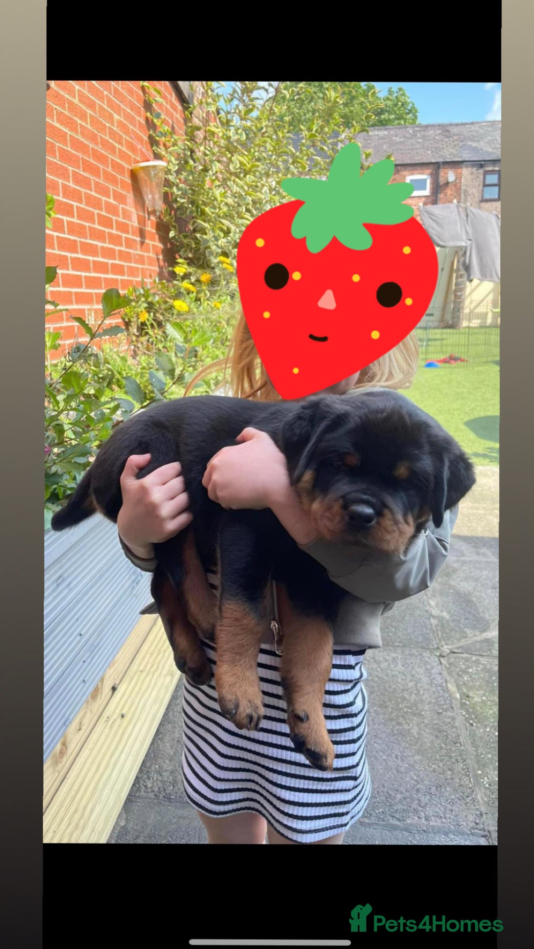 Rottweiler dogs for stud: Stunning KC registered fully health tested male   in Burnley - Image 13