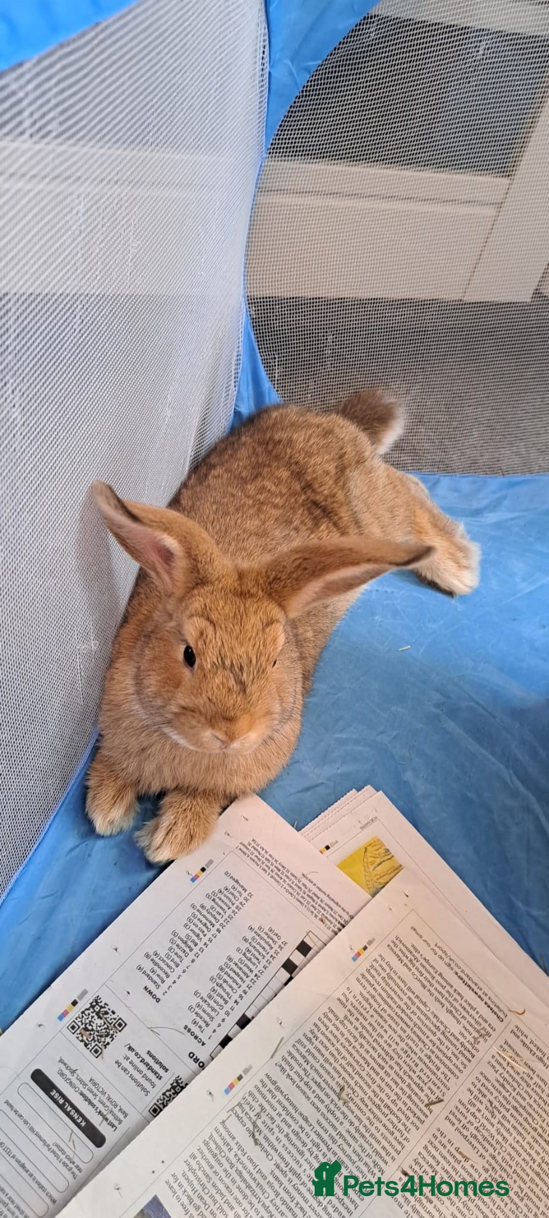 Mini Lion Lop rabbits for sale: Mini Lion Lop Does for sale! Ready to go. - Image 8